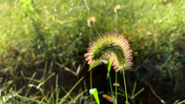 狗尾巴草