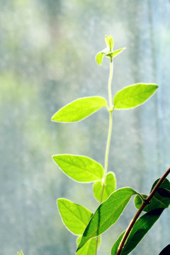 野生金银花