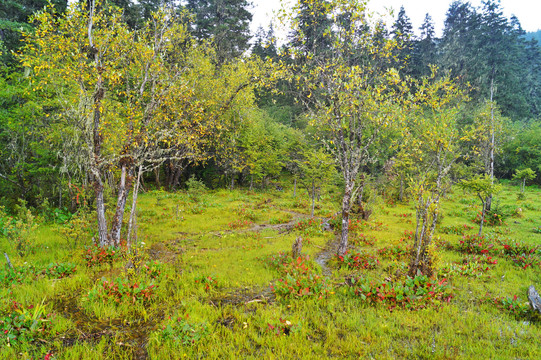 高原森林植被
