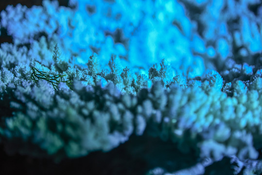 蓝色珊瑚