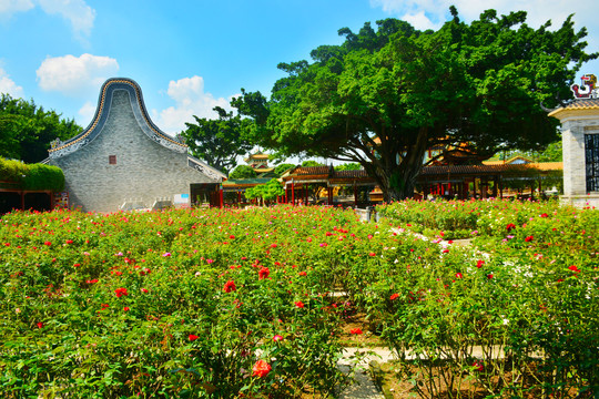 玫瑰园风景