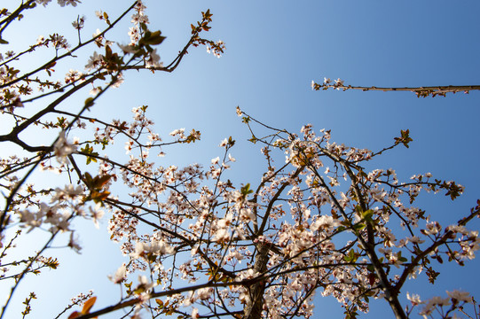 小区里的桃花