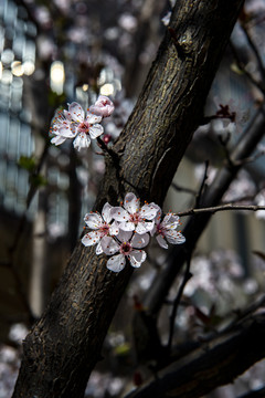 小区里的桃花