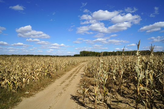 秋天蓝天白云下的玉米地土路