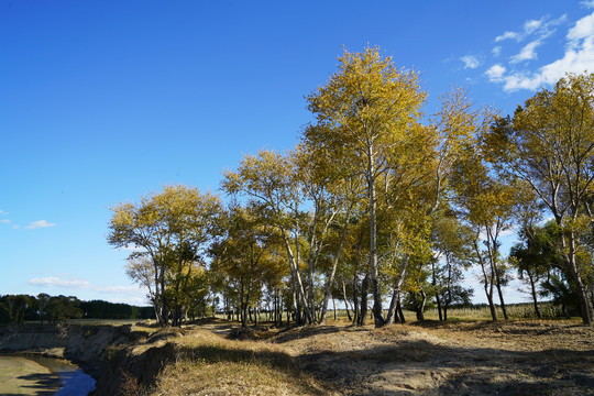 秋天蓝天下的杨树林黄叶景色