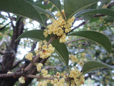 中秋桂花