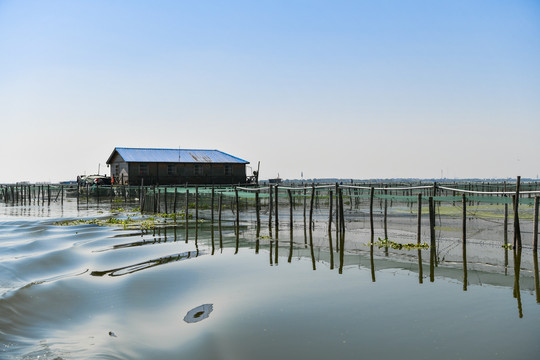 阳澄湖养蟹场