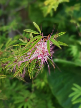 美蕊花