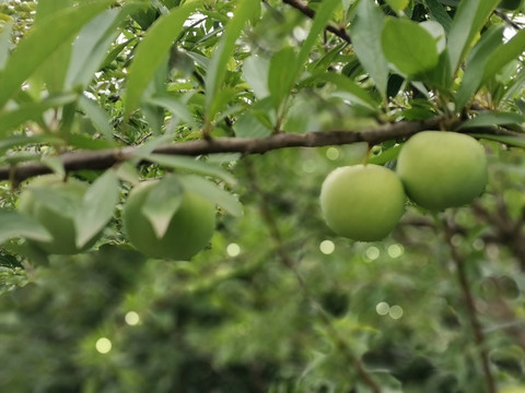 蜂糖李