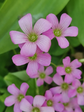 红花酢浆草
