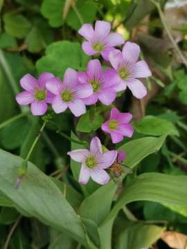 红花酢浆草