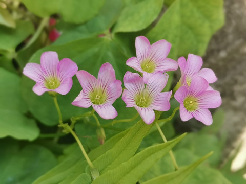 红花酢浆草