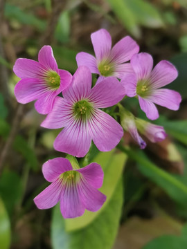 红花酢浆草