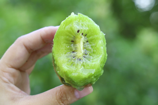 翠香绿心猕猴桃