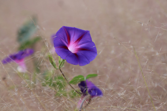 紫色牵牛花