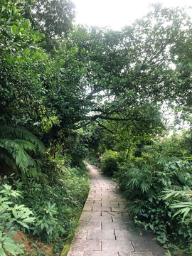 绿色小路