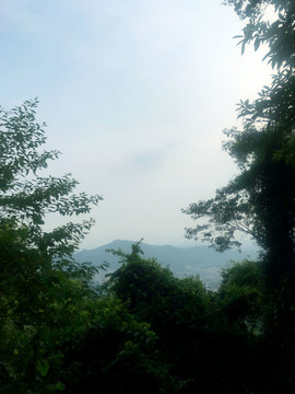 森林与天空