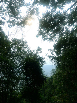 阳光树林