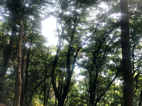 阳光树木