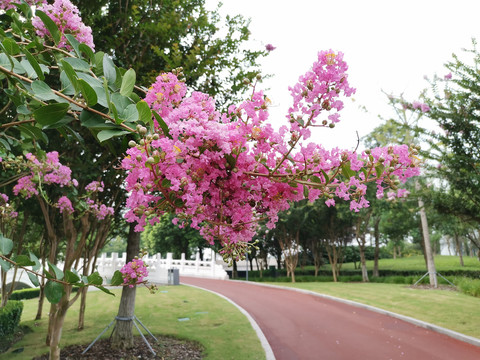 紫薇花