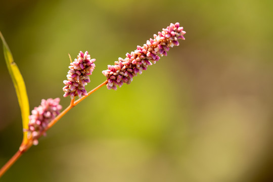 花蓼