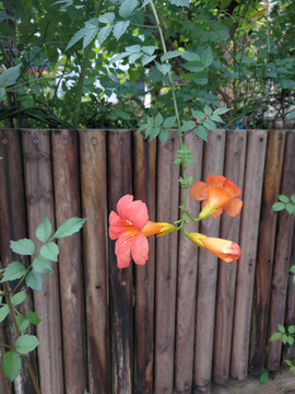 凌霄花