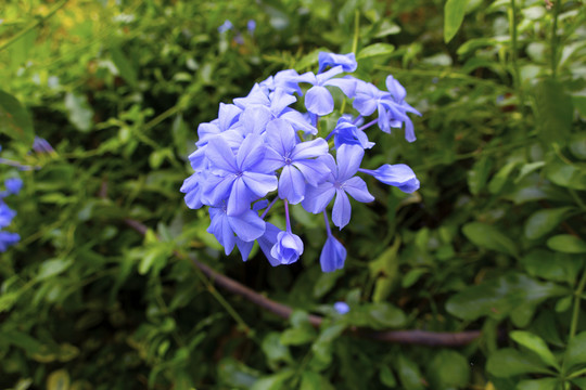 蓝花丹