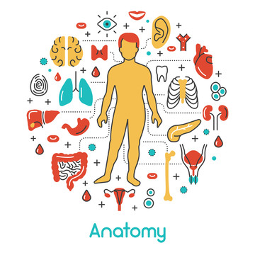 人体解剖各式器官图标