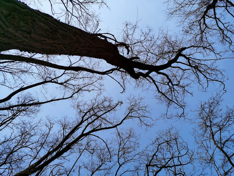 伸向天空的树枝