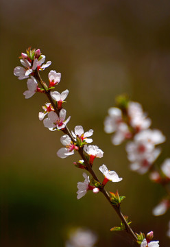 山樱桃花