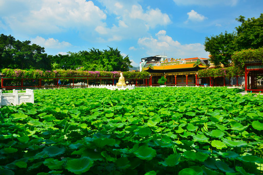 荷塘风景