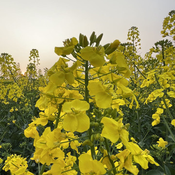 油菜花