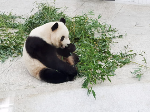 大熊猫进食