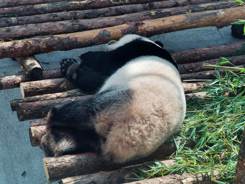 大熊猫睡觉