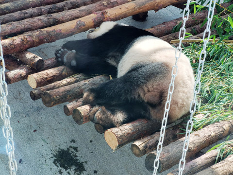 大熊猫侧睡