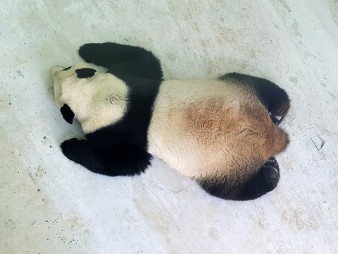趴窝的大熊猫