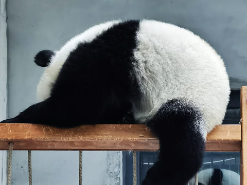 午睡的大熊猫