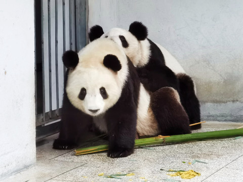 交配的大熊猫
