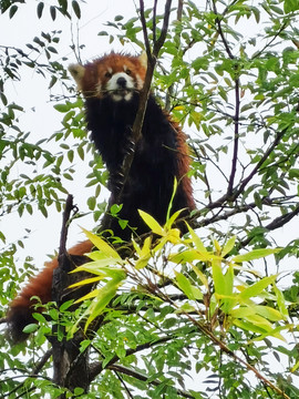 秦岭动物小熊猫