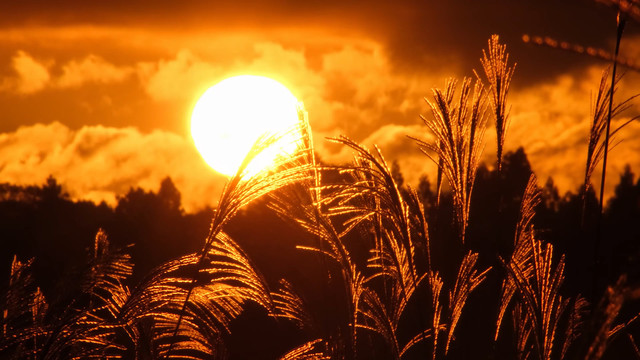 唯美夕阳下的芦苇芦苇荡秋季深秋