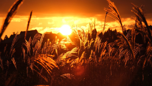 唯美夕阳下的芦苇芦苇荡秋季深秋