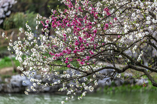 水边盛开的一树二色碧桃花