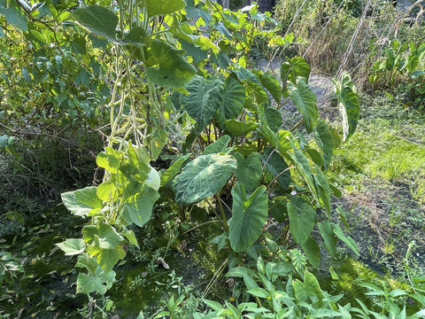 芋头种植