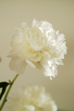 白色芍药花