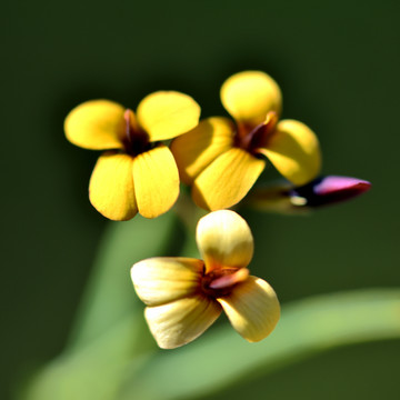 黄色小花
