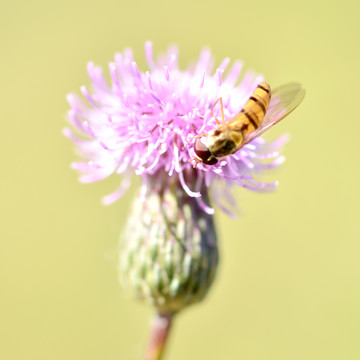 蜜蜂采蜜