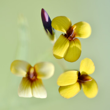 小黄花高清图