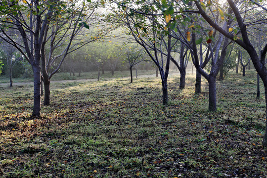 秋日早晨的树林