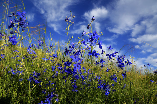 草原上蓝色的小野花