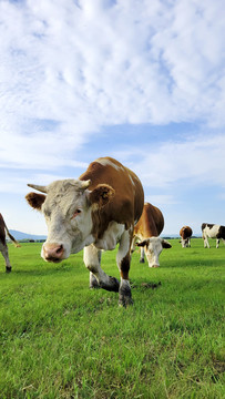 呼伦贝尔大草原上的奶牛
